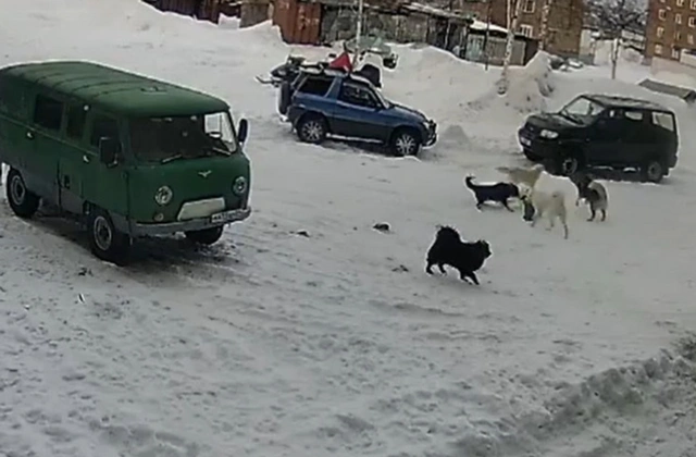 В России стая собак едва не растерзала ребенка - ВИДЕО